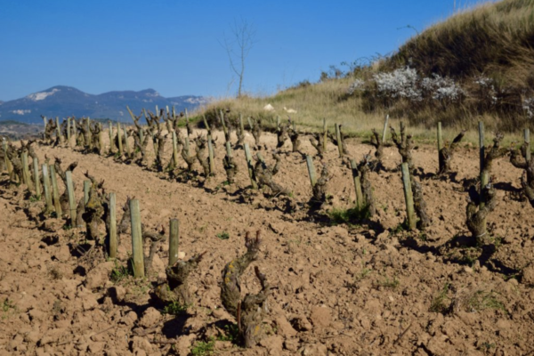 ¡Hola, Rioja!